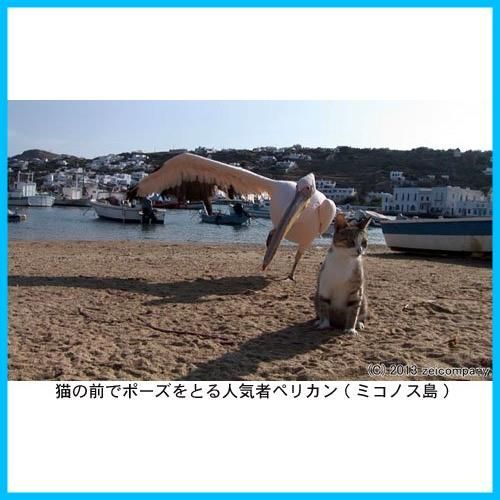 エーゲ海・猫が暮らす癒しの島 [Blu-ray] Amazon.co.jp: エーゲ海・猫が暮らす癒しの島 [Blu-ray] : DVD