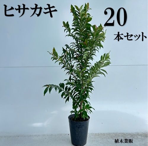 20本セット ヒサカキ樹高0.4m前後15cmポット