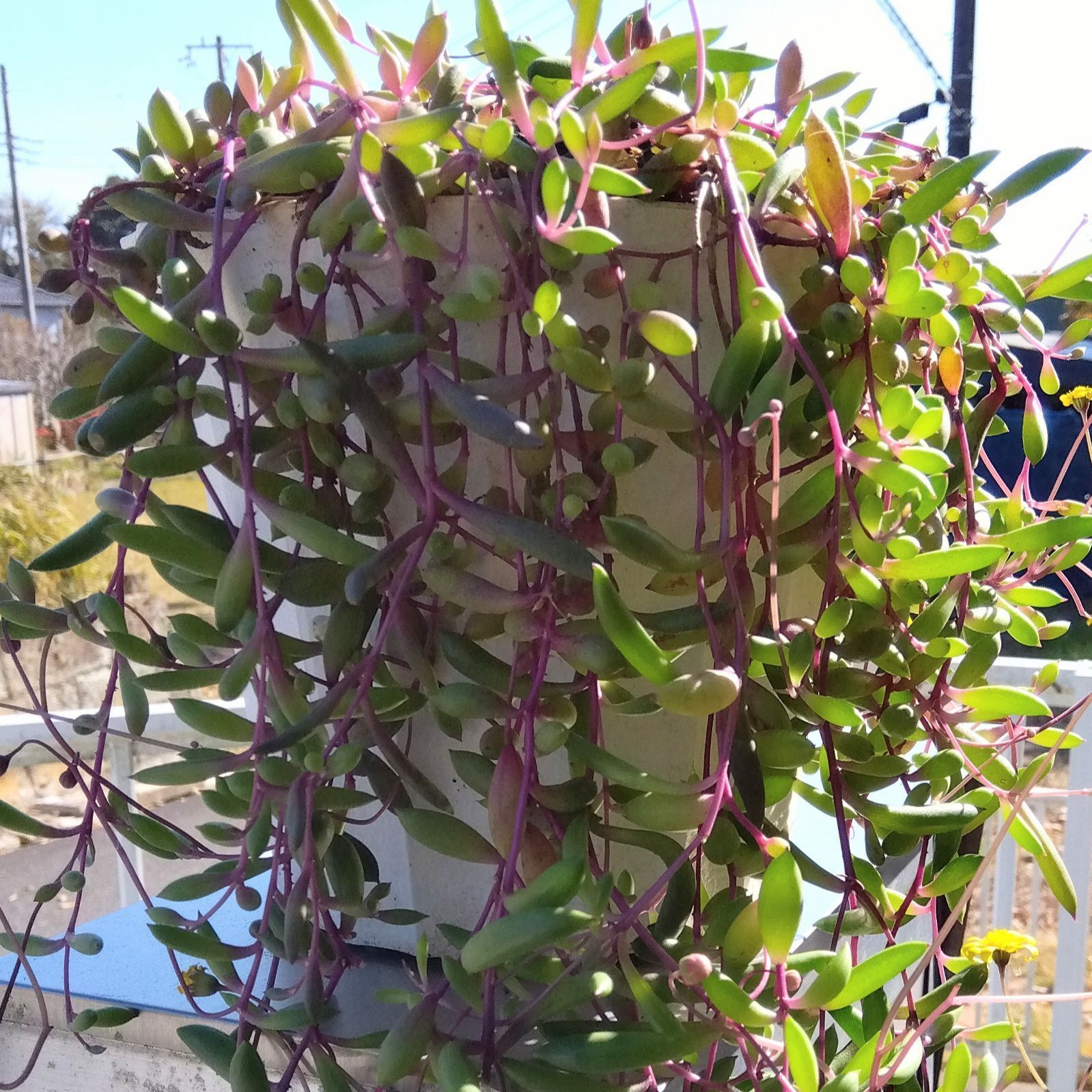 鉢を変えてリニューアルしました❗Ｔ1【そのまま飾れる多肉植物】鉢