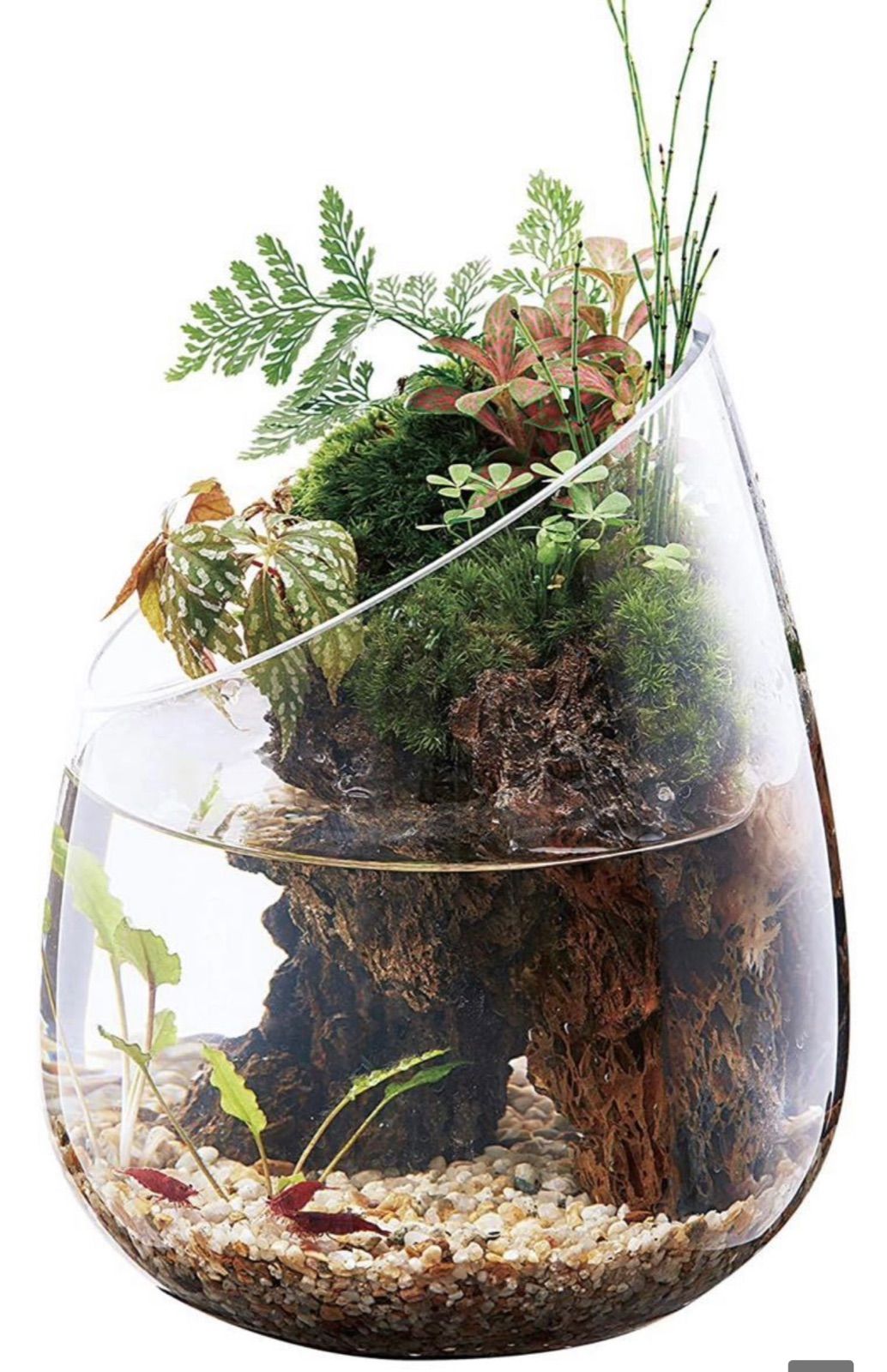 グラスアクアリウム スロープ 水草インテリア ガラス製 メルカリ 