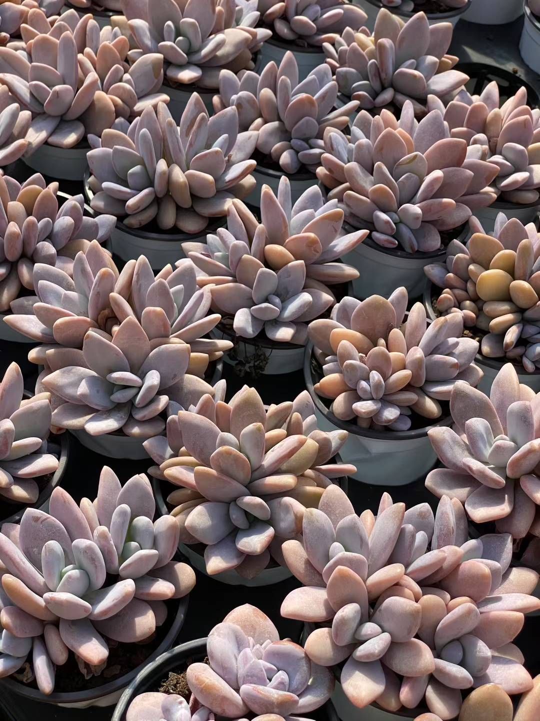 抜き苗 ピンクラビマルチ QS1086×18株 ふっくら 多肉植物 エケベリア サボテン 韓国苗 新入荷