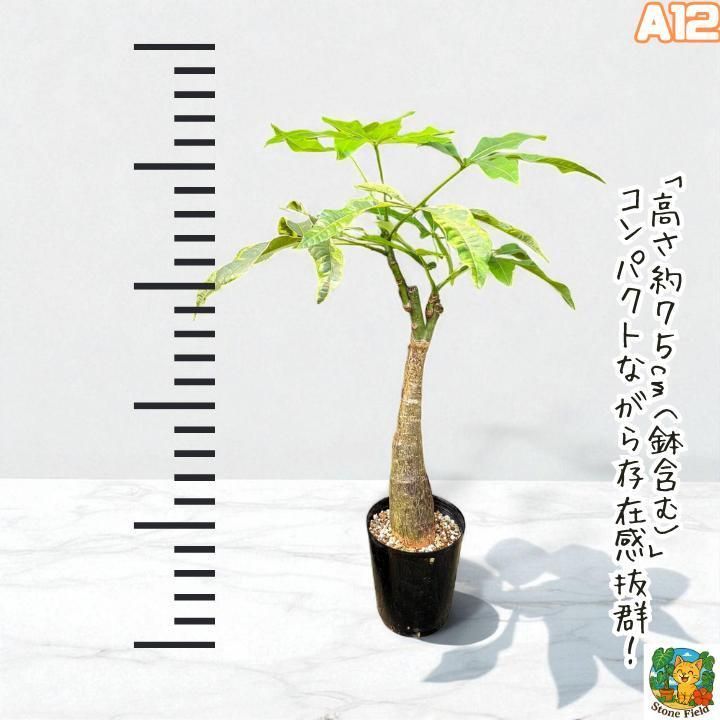 希少！パキラムーンライトA12・複数接ぎ木・枝分岐パラソル