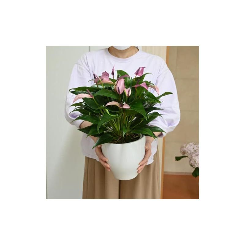 観葉植物 アンスリウム ジゾー 鉢植え