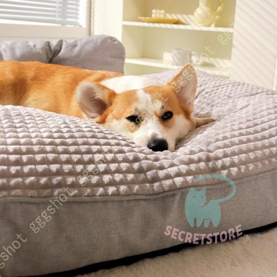 中型犬