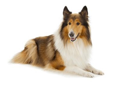 ラフ・コリー（Rough Collie）頭骨 - メルカリ