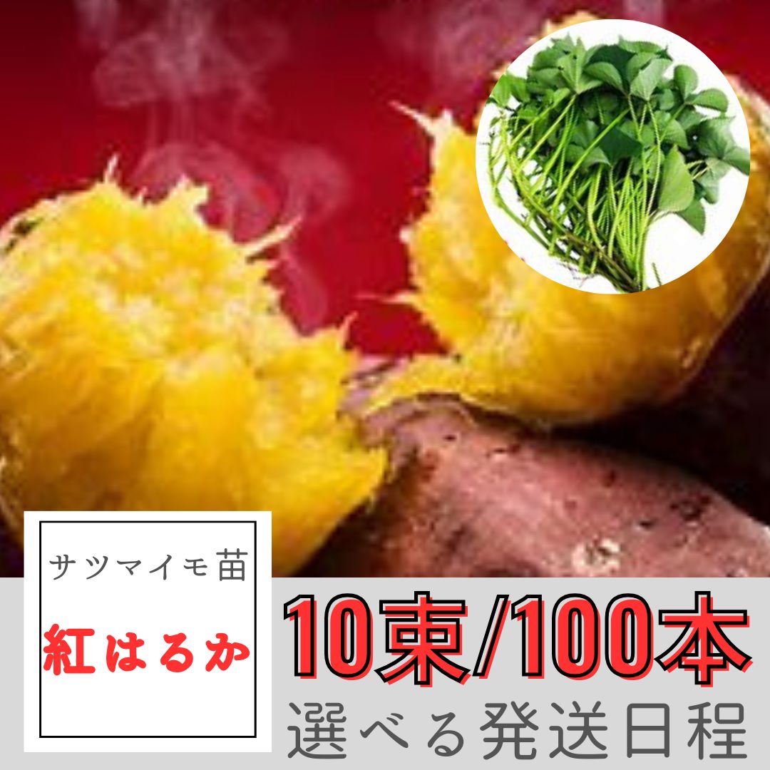 ※2024年 最終販売　サツマイモ苗【紅はるか】10束/100本