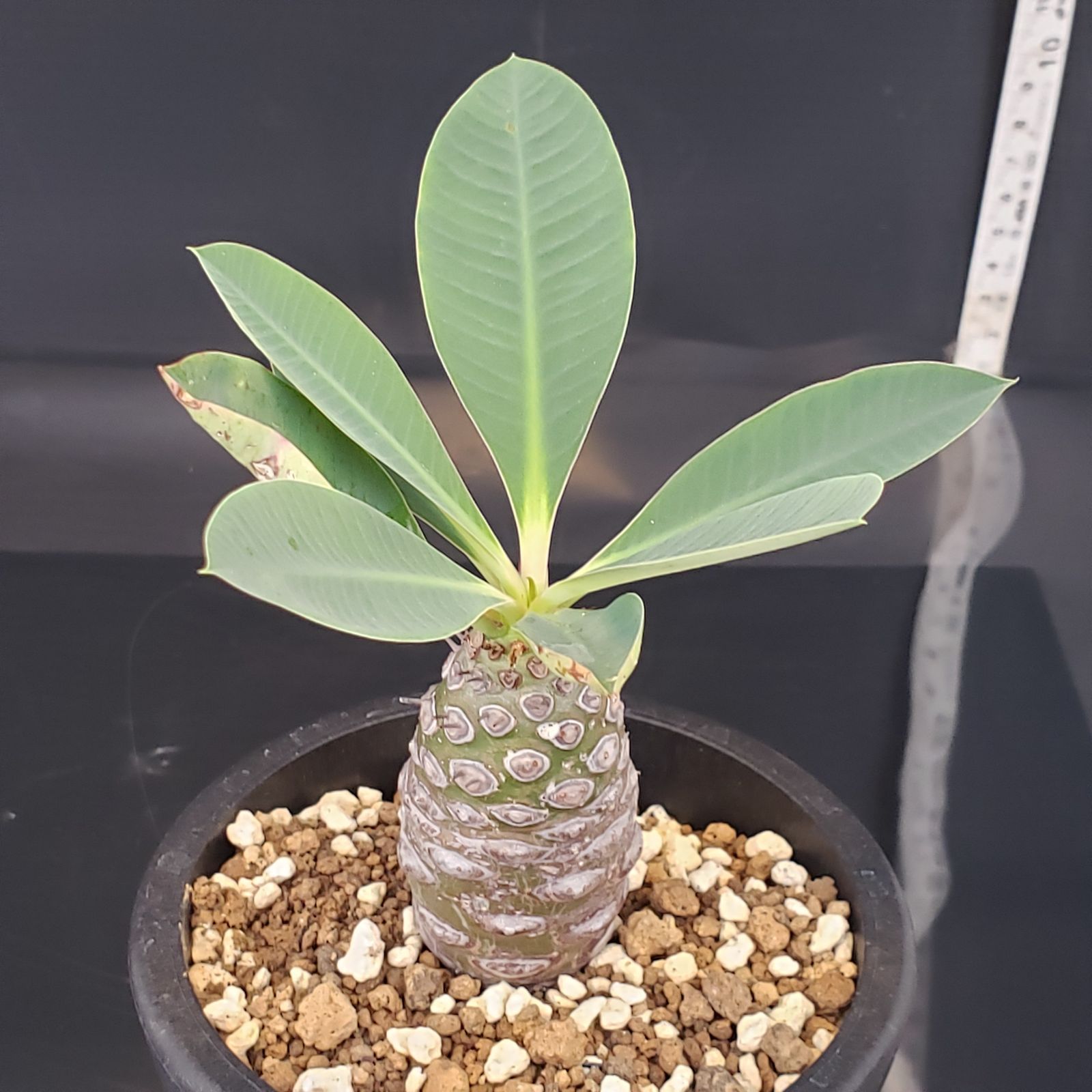 ユーフォルビア・パキポディオイデス　発根済み鉢付き　現地株 euphorbia pachypodioides《M size 》※現地球発根後店主国内管理