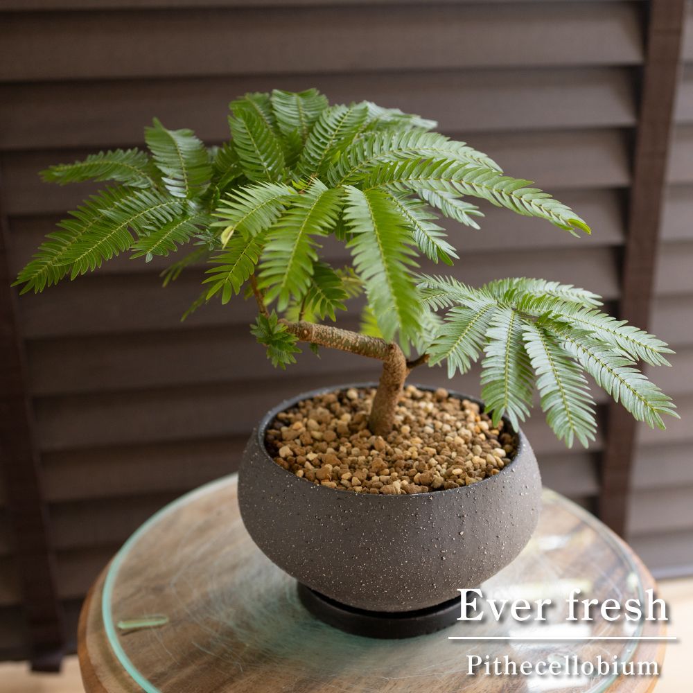 盆栽 エバーフレッシュ 曲がり仕立て 5号陶器鉢 Ever fresh BONSAI