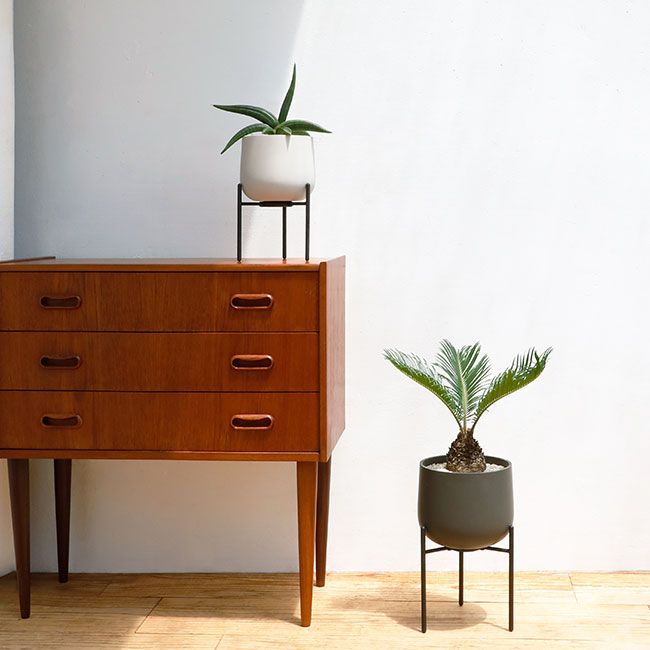 礼峰 常滑盆栽鉢 192 盆栽 盆栽鉢 植木鉢 和鉢 礼峰 192 盆栽 盆栽鉢