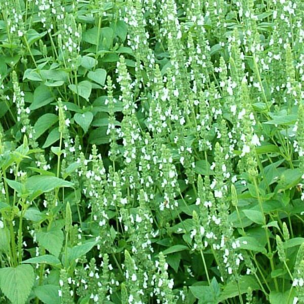 チアシード ホワイト スーパーフード ホワイトチアシード サルバチア 1kg 5袋セット KANDAIZUMI_COM