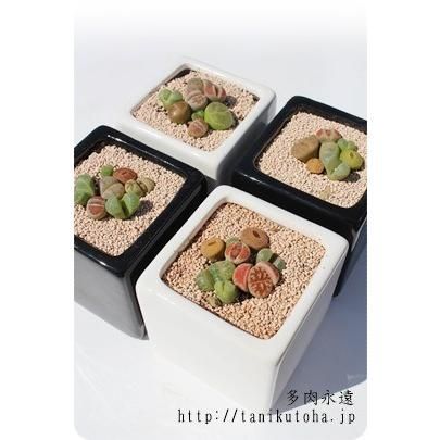 コノフィツム、リトープス寄せ植え 豪華 楽天市場】多肉植物 寄せ植え 送料無料 リトープス コノフィツム