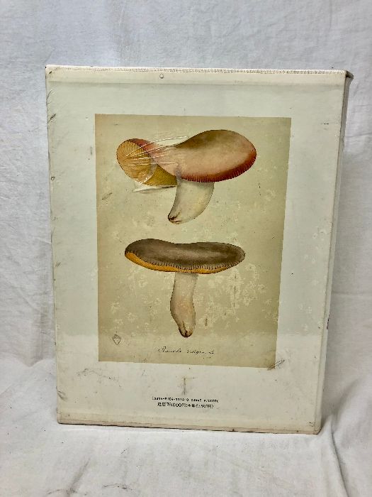 ジャン・アンリ・ファーブルのきのこ 221点の水彩画と解説 同朋舎出版