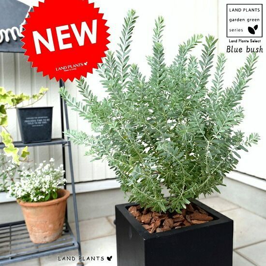 大幅お値下げ✴︎リトルジャマー オーナーズクラブ コレクション