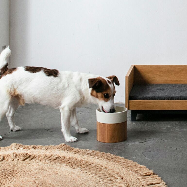 猫犬