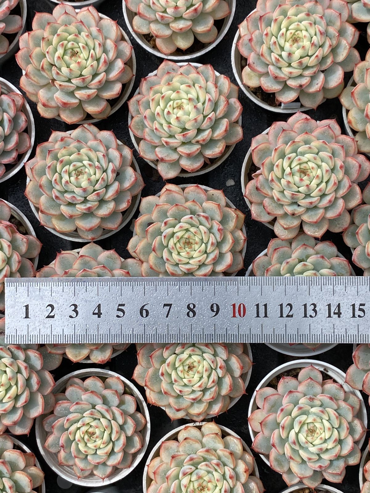 54鉢の土鉢付きセット