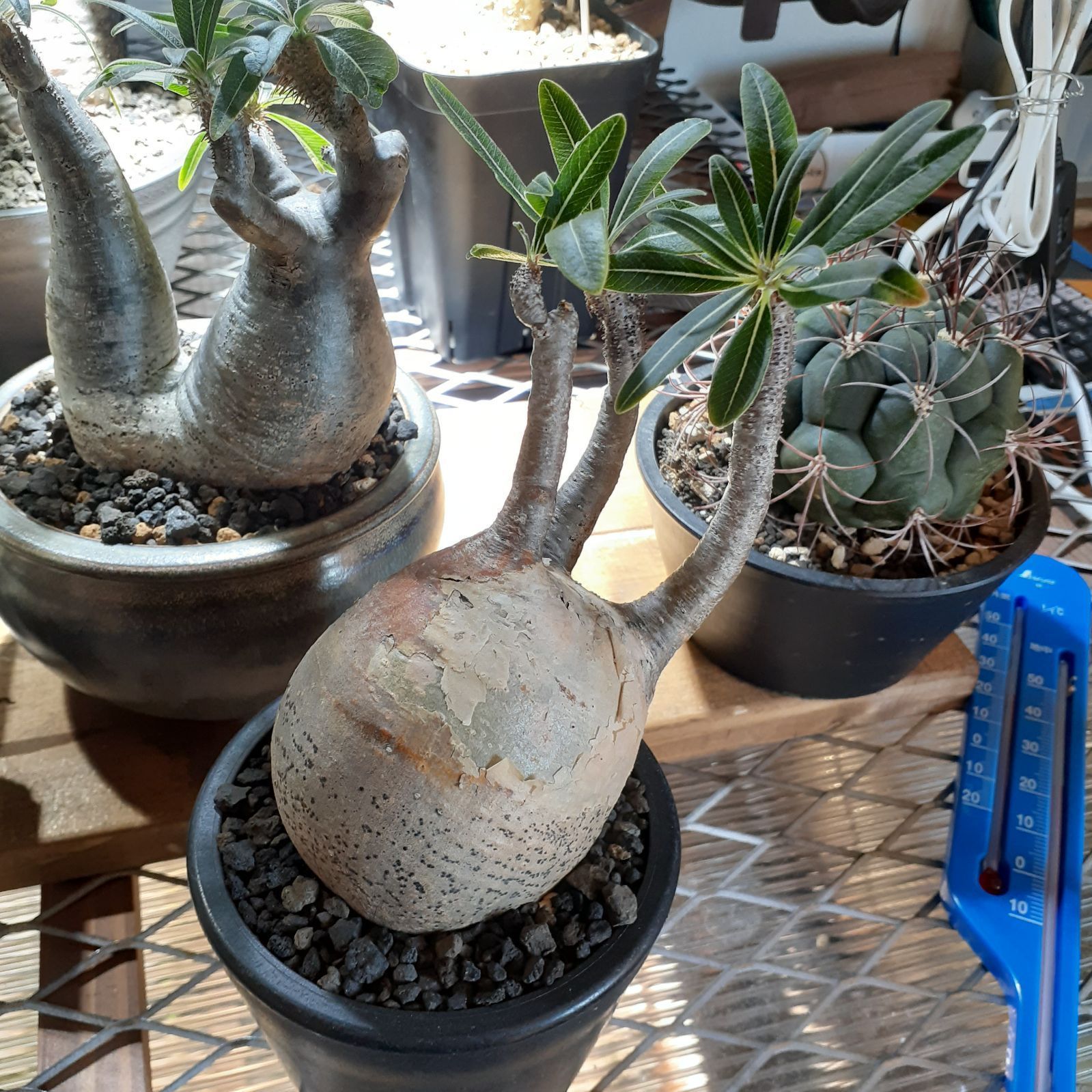 グラキリス　現地球　発根済み　大型 パキポディウム・グラキリス 現地球 発根済み 鉢付き 大型タイプ