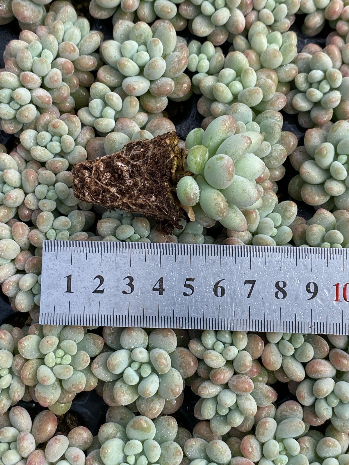 新入荷 ジェニー XQS50×105苗 土付き 多肉植物 詰め合わせ エケベリア