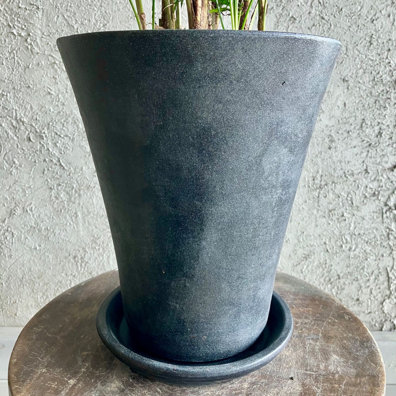 希少品種 ブラジルヒメヤシ 購入 7号 テラコッタ鉢植え アンティーク風