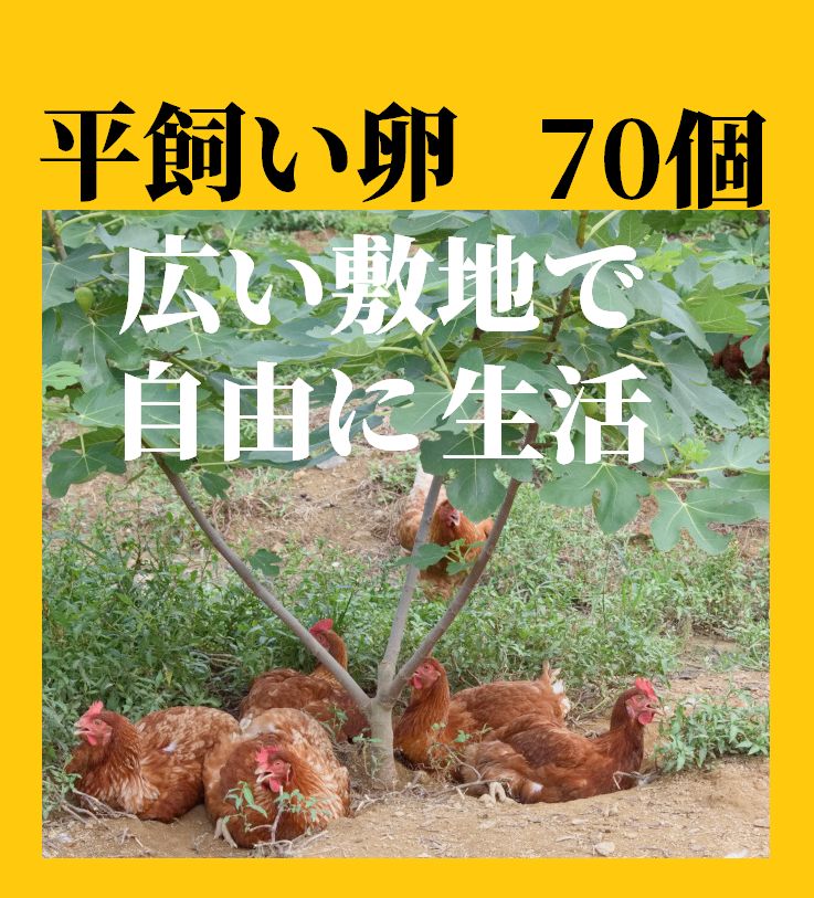 きりんれもんクール便平飼い卵70個