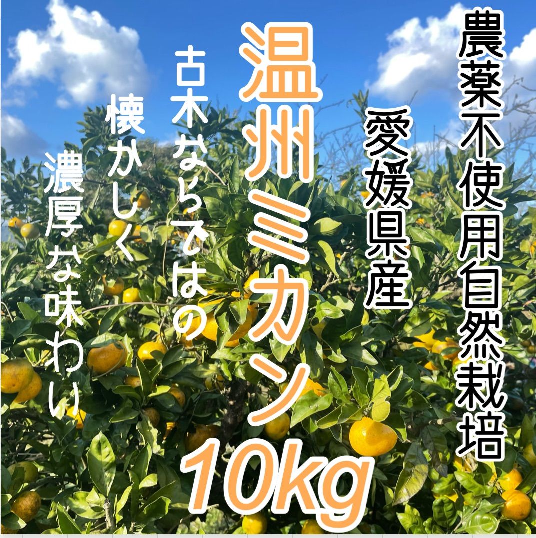 農薬＊化学肥料＊除草剤不使用 自然栽培 愛媛産温州ミカン 早生 10キロ