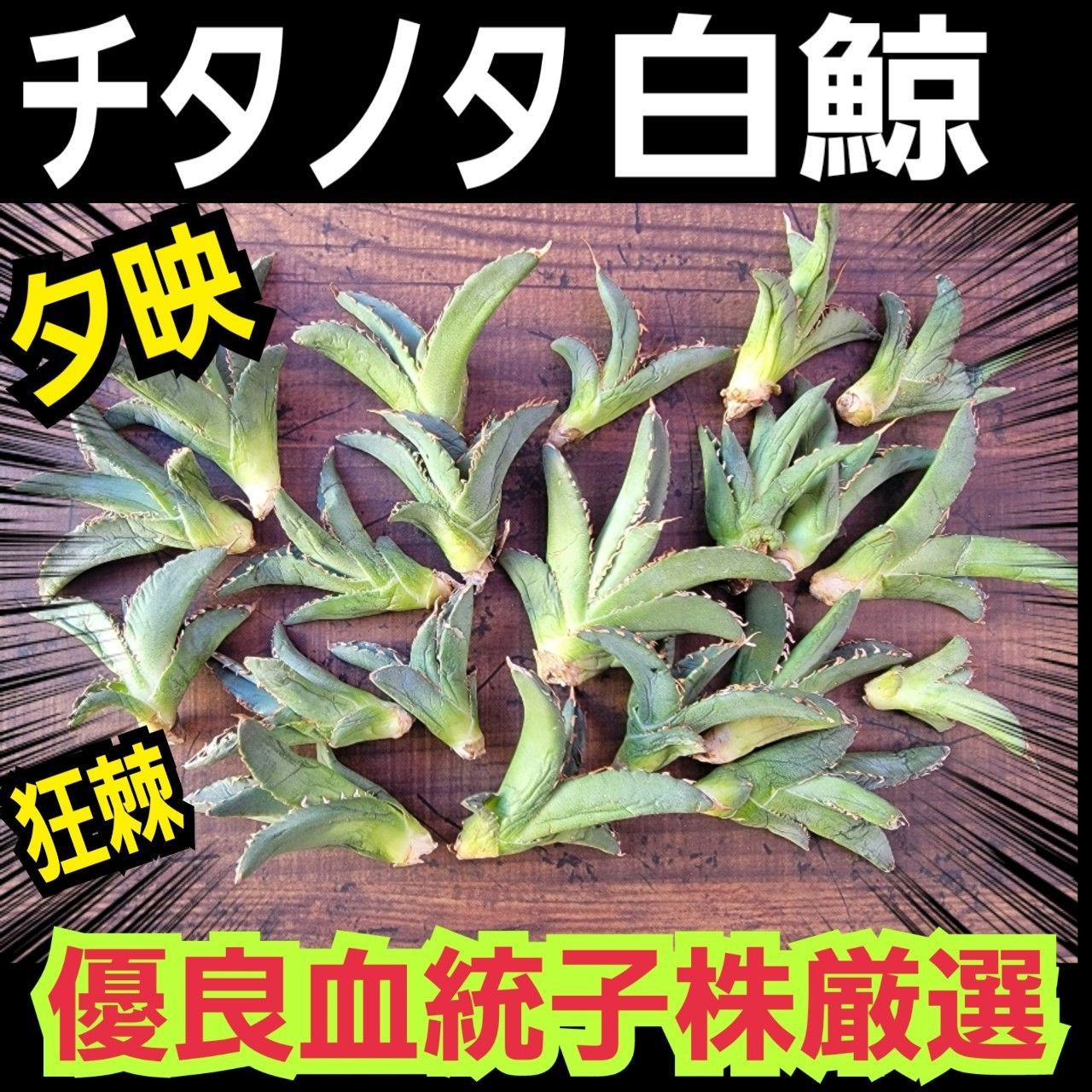 アガベ agave チタノタ 狂棘 老白鯨 子株 20苗セット