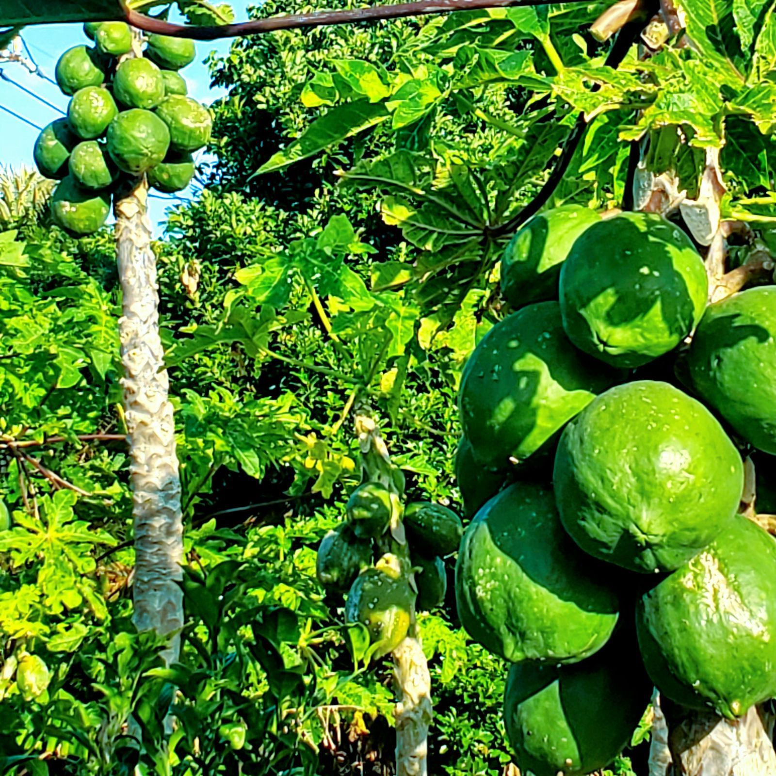 訳あり 青パパイヤ 7kg greenpapaya 健康野菜 スーパーフード