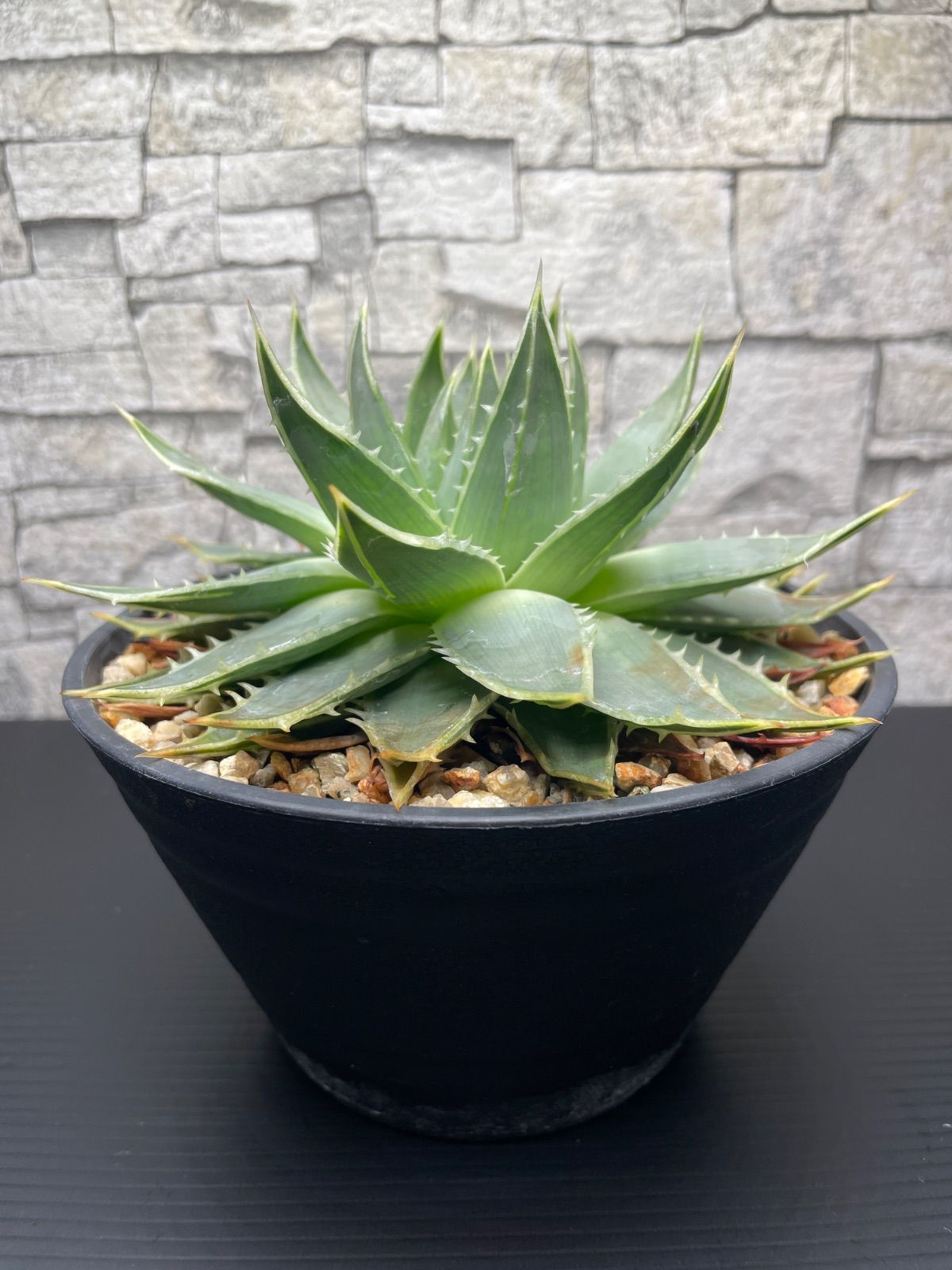 【値下】アロエ ポリフィラ 錦 微発根 斑入り 検 オリザバ オルカ キラー 値下】アロエ ポリフィラ 錦 斑入 検 オリザバ オルカ キラー 値下