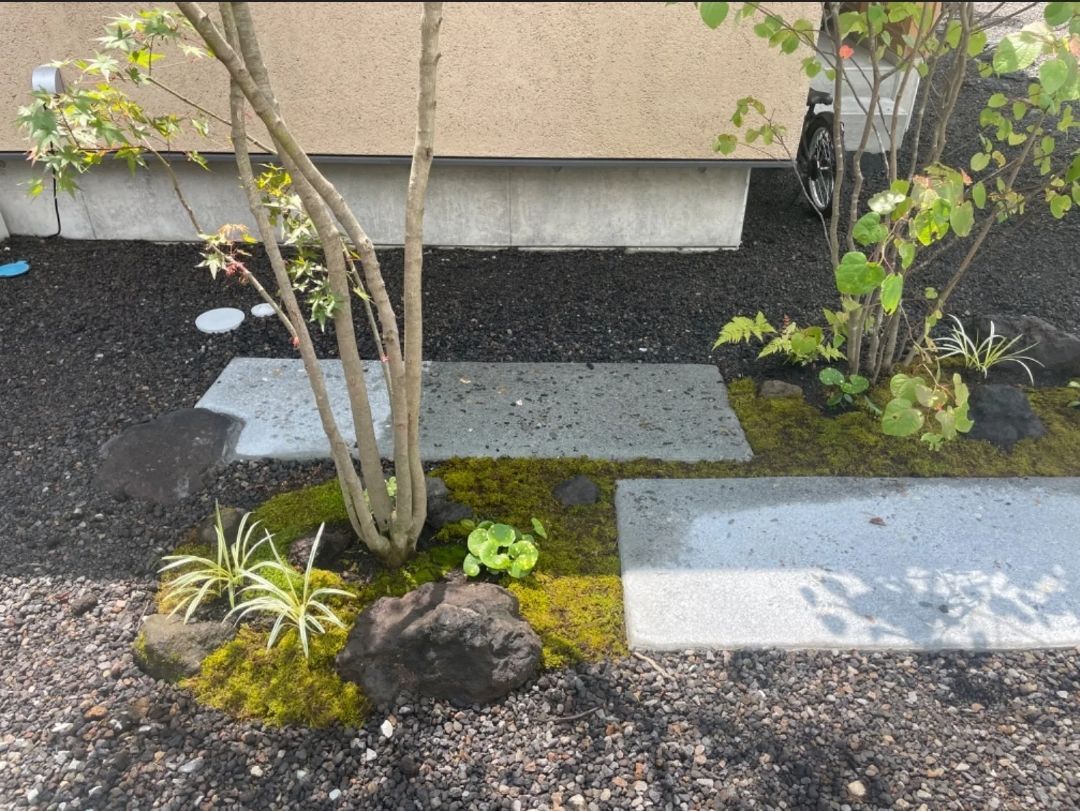 スナゴケ大容量・60×30cmサイズ・お庭・盆栽・植え木周り