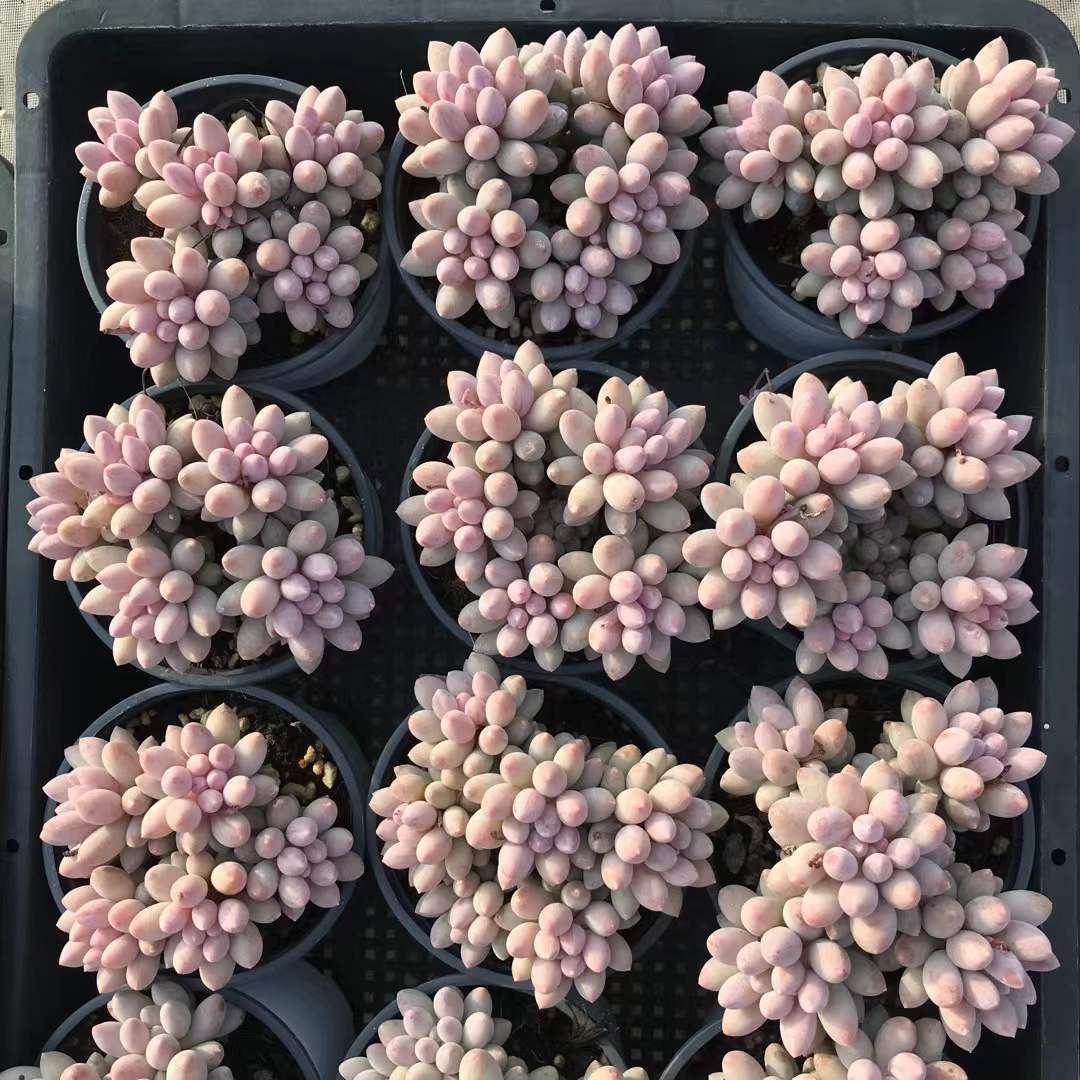 SKL1222×36 ベビーサインガーマルチ 抜き苗 多肉植物 アエオニウム エケベリア 韓国苗