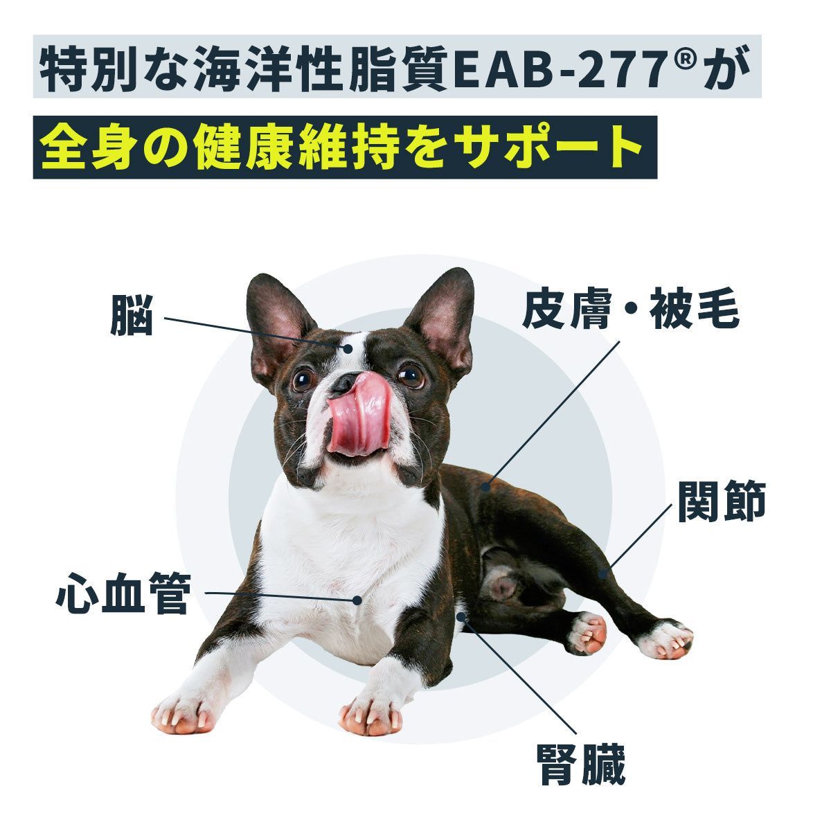 犬用