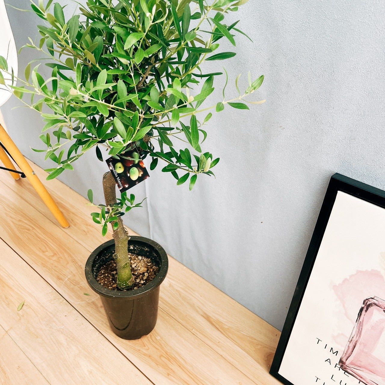 現品］13番 創樹 オリーブ ネバディロブランコ 6号 観葉植物