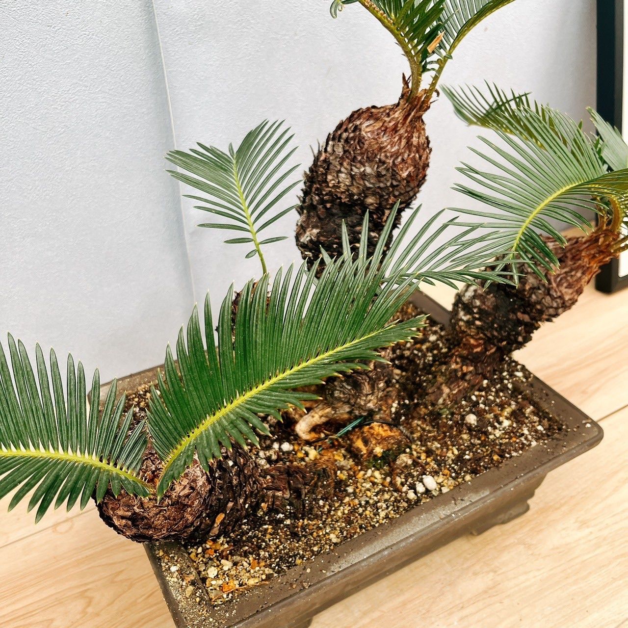 現品］【珍しい】6番 奄美姫ソテツ 盆栽造り 約7号 蘇轍 観葉植物