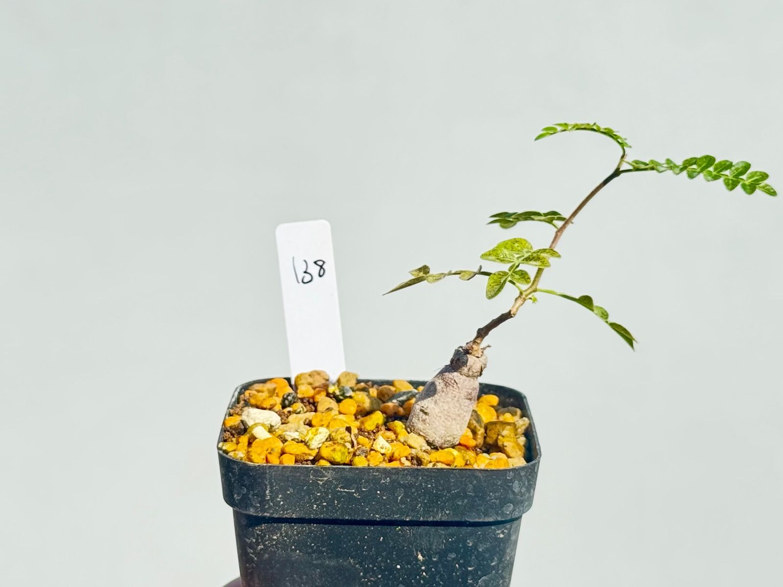 オペルクリカリア パキプス パワータンク138 - メルカリ