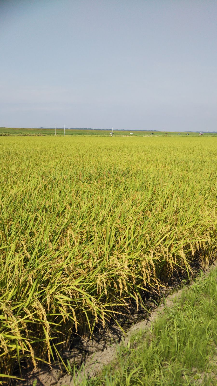 千葉県産コシヒカリ