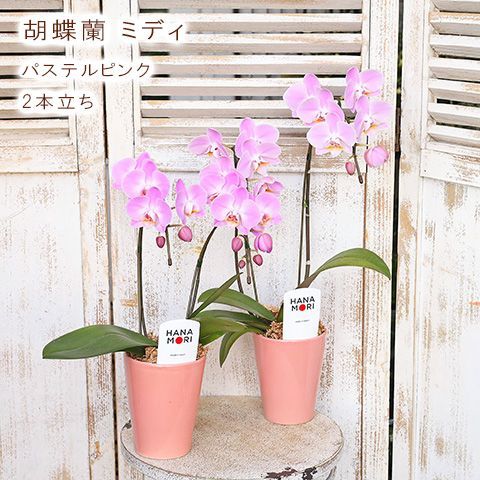 鉢花 胡蝶蘭 コチョウラン ミディ パステル ピンク 2本立ち 陶器鉢