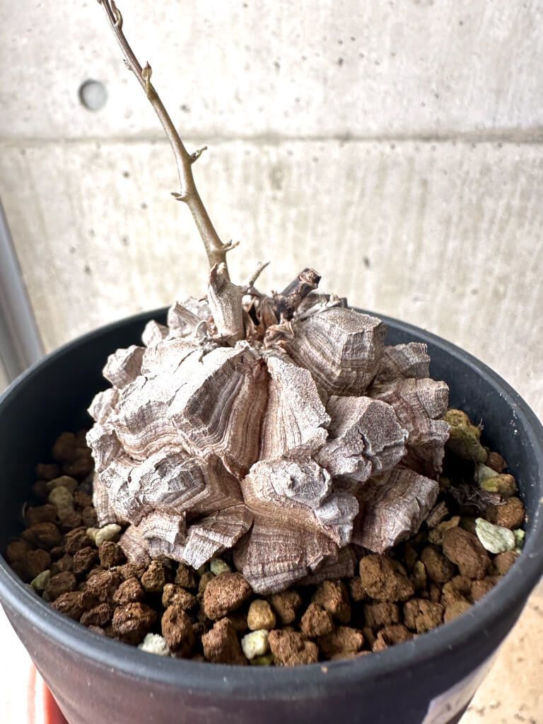 現品限り】アフリカ亀甲竜【AF27】 Dioscorea elephantipes