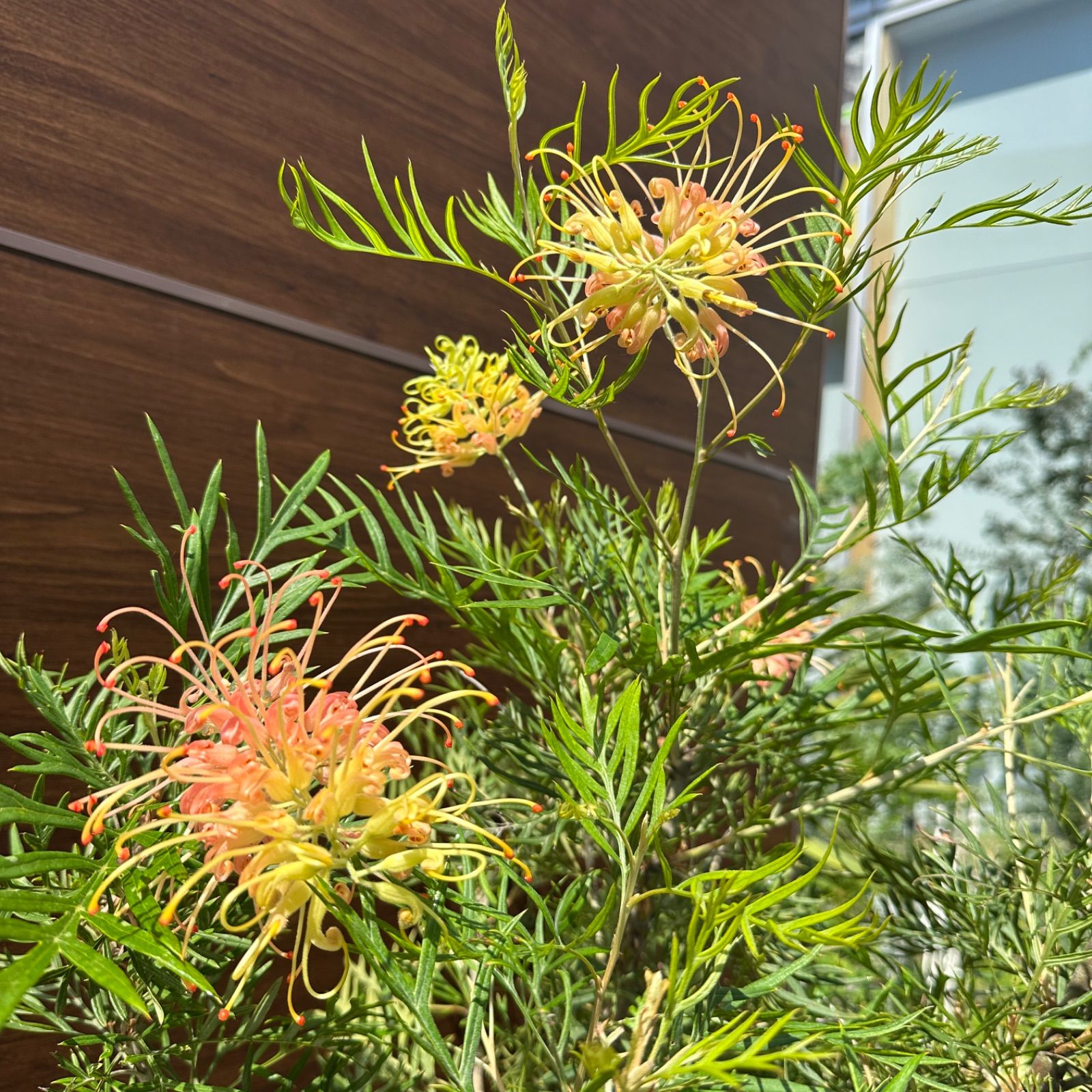 グレビレア ピーチアンドクリーム 大株 4 グレビレア ピーチアンド