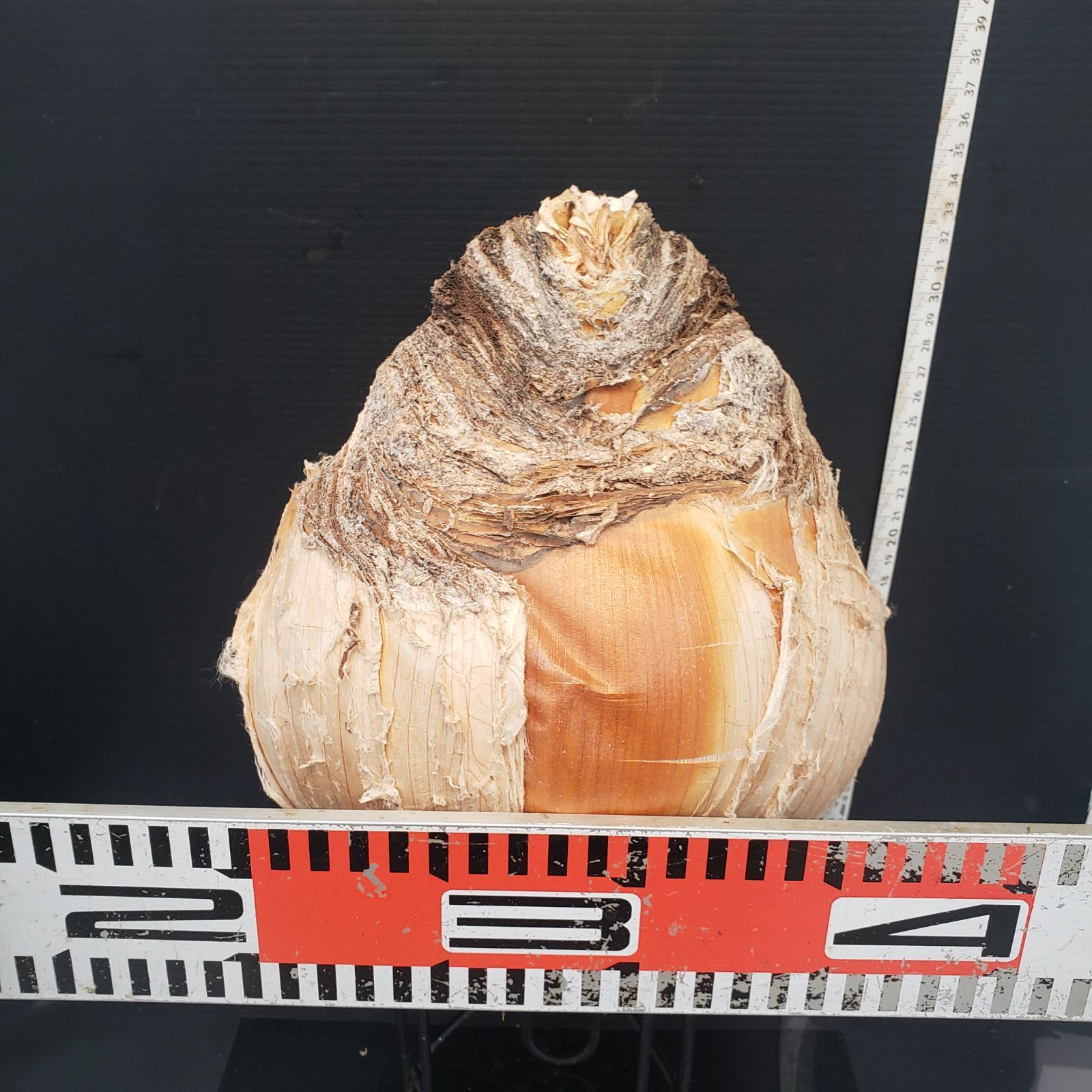 Z401 最新到着 Boophane ハエマンソイデス 現地球 抜き苗 球根植物 ブーファン ハエマンソイデス