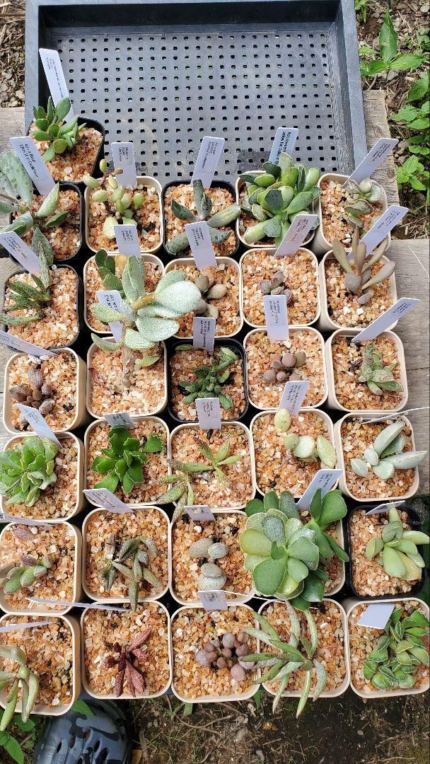 アドロミスクス