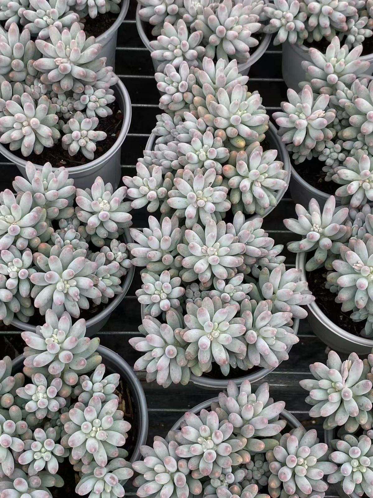 ZM1732×30 ベビーフィンガー 抜き苗 多肉植物 アエオニウム エケベリア 韓国苗