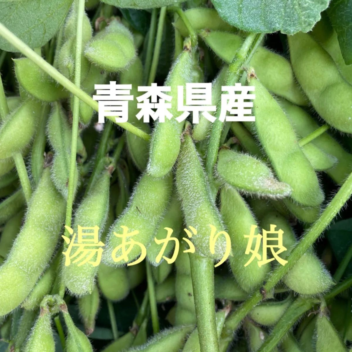 無 農薬 枝豆 虫