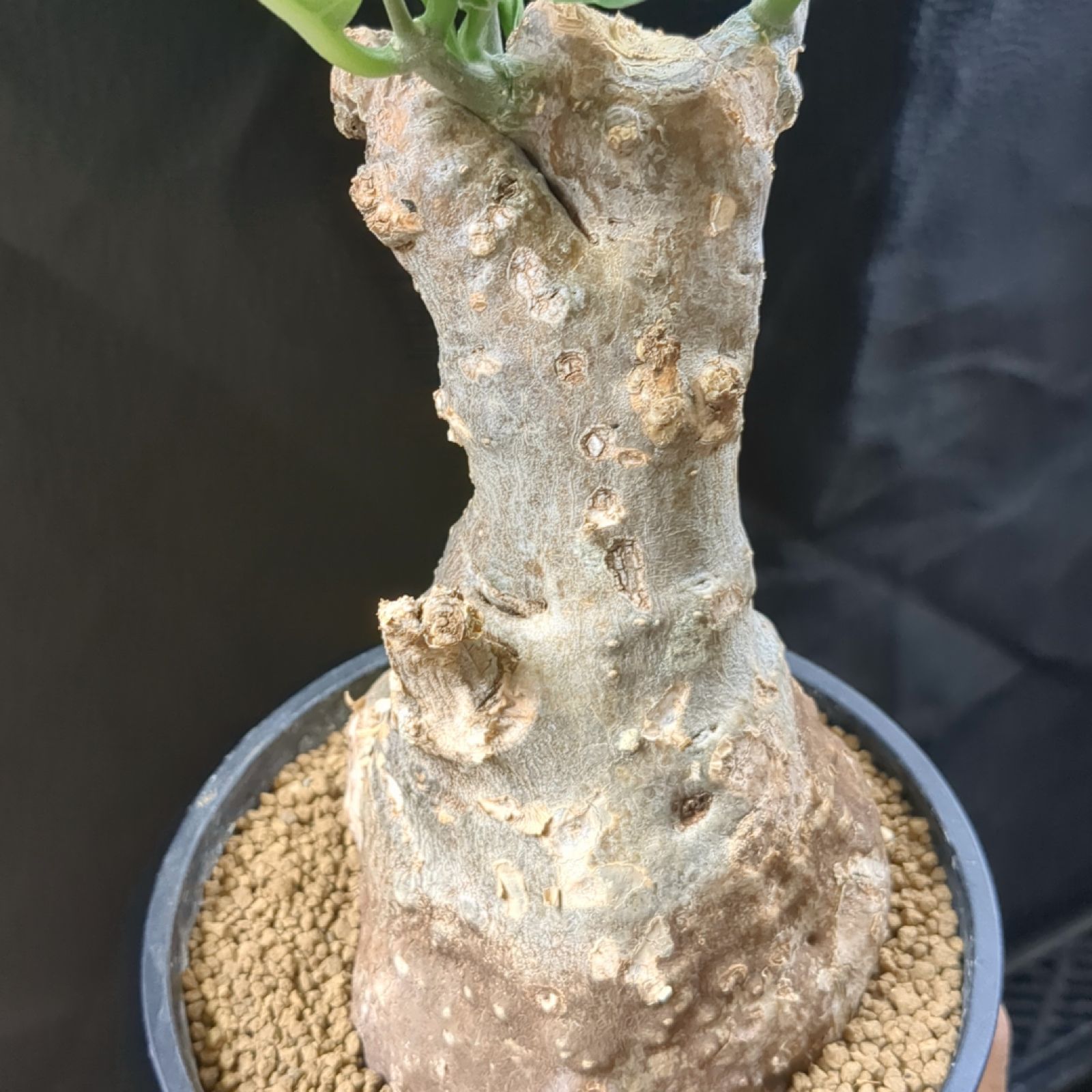 フォッケア ムルチフローラ【現物発送】鉢のまま発送 B - メルカリ