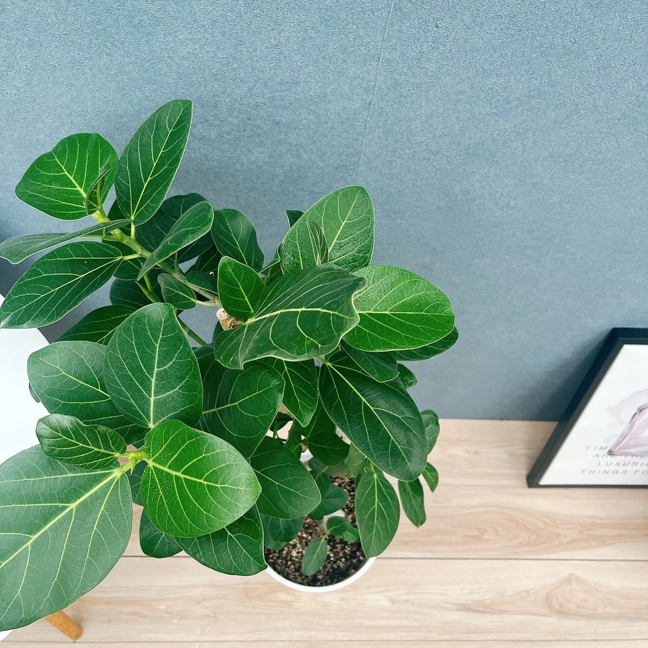 現品］N2 フィカス ベンガレンシス 曲がり 8号 観葉植物 室内