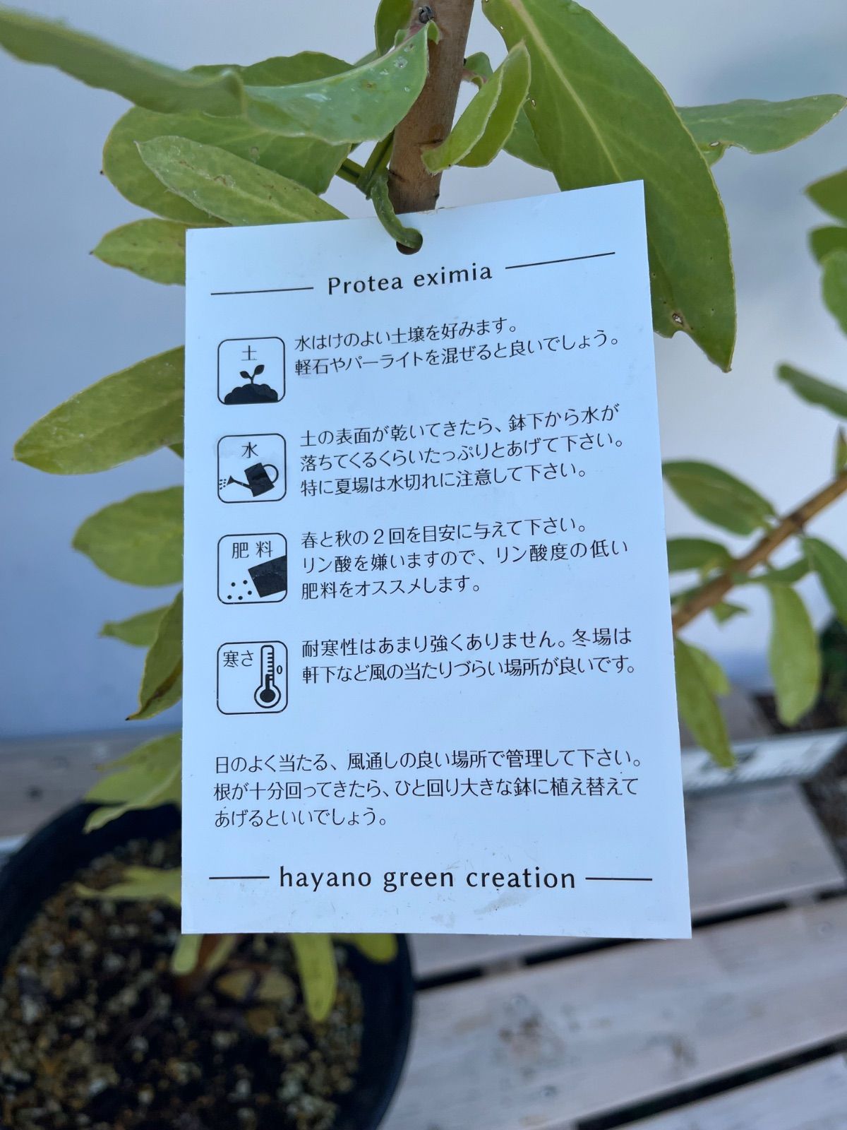 プロテア 6号 エキシミア☆蕾付き - メルカリ