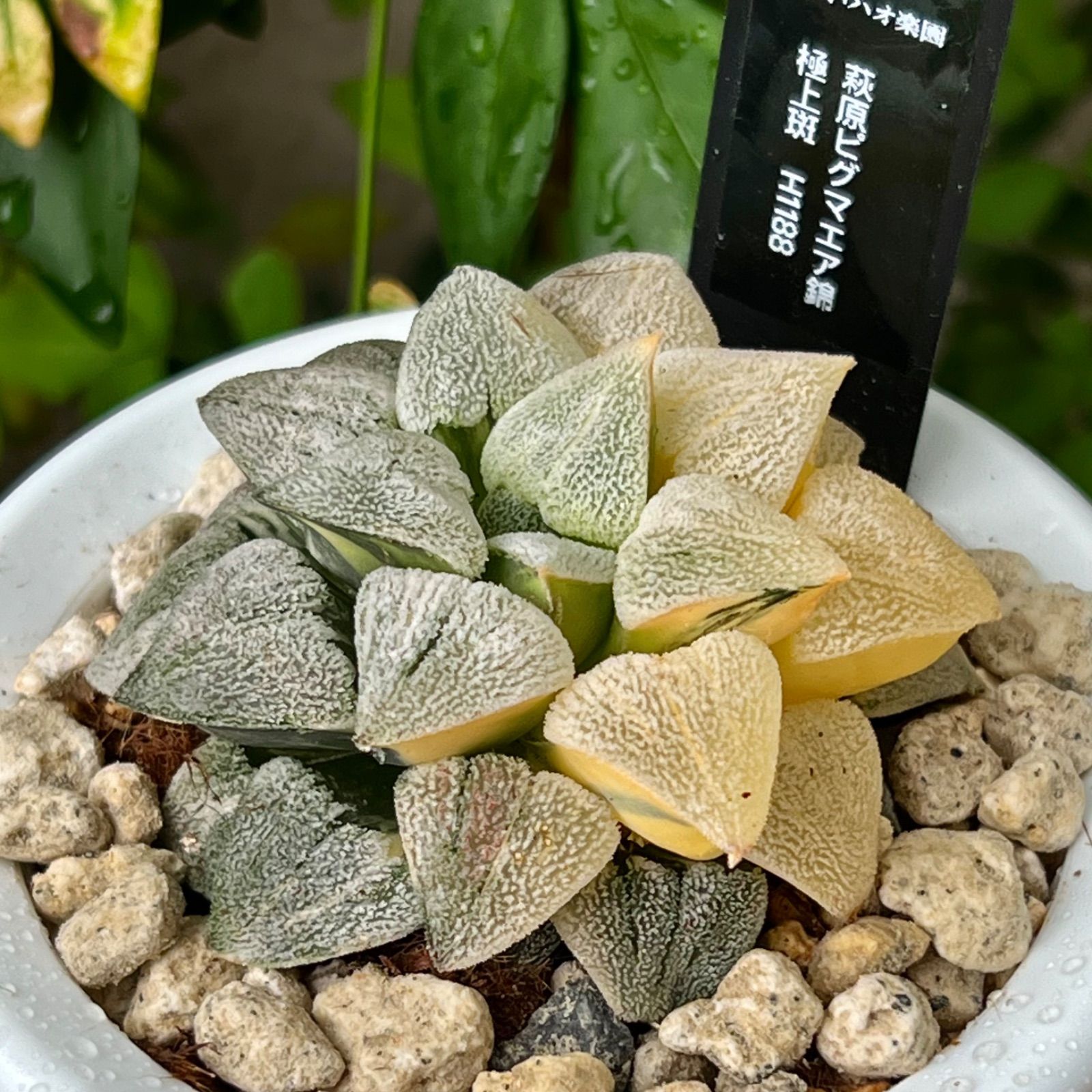 75c 多肉植物 ハオルチア 実生ピクマエア錦糊斑 自家繁殖 鉢植え発送