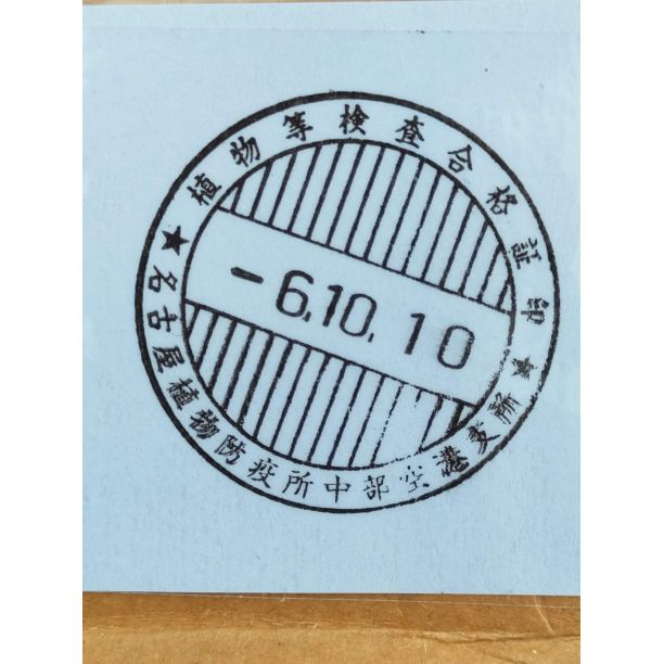 10月入荷 200粒+ ユッカ カルネロサーナ 種 種子 植物検疫証明書あり29 10月入荷 200粒+ ユッカ カルネロサーナ 種 種子 植物検疫証明書あり