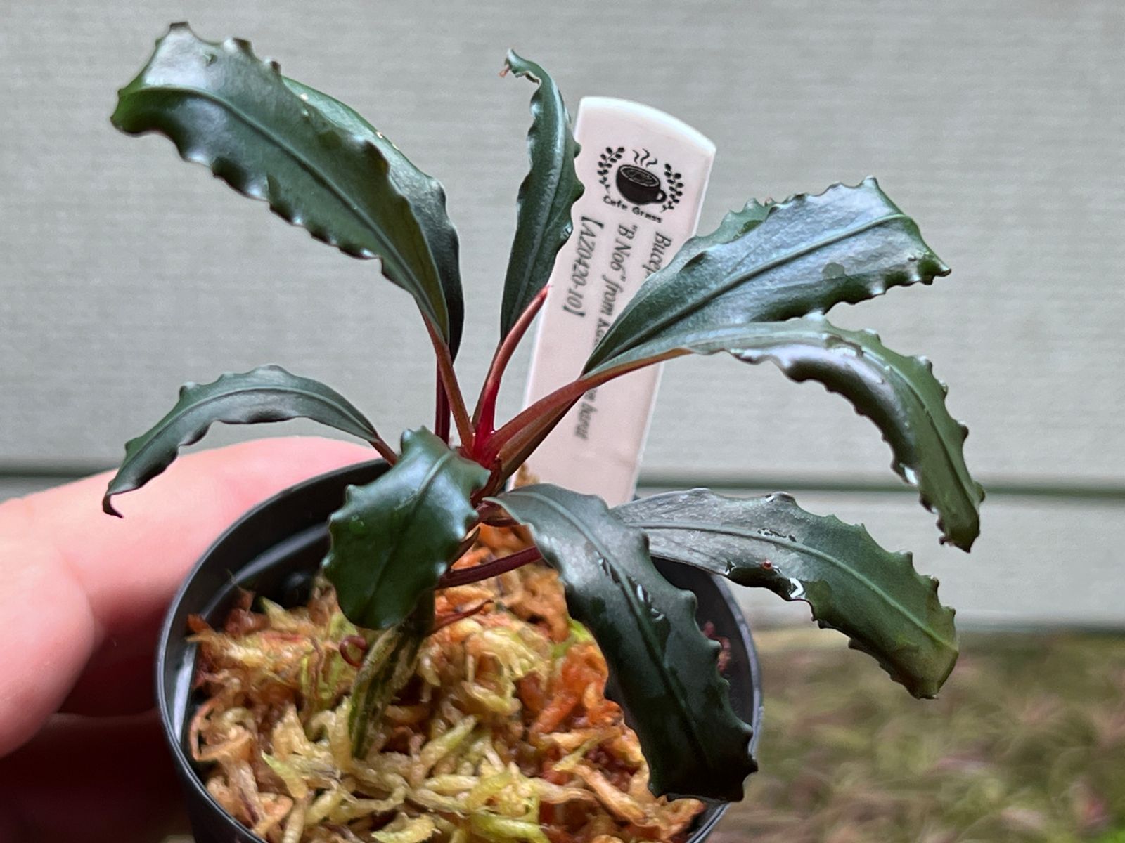 Bucephalandra sp. 