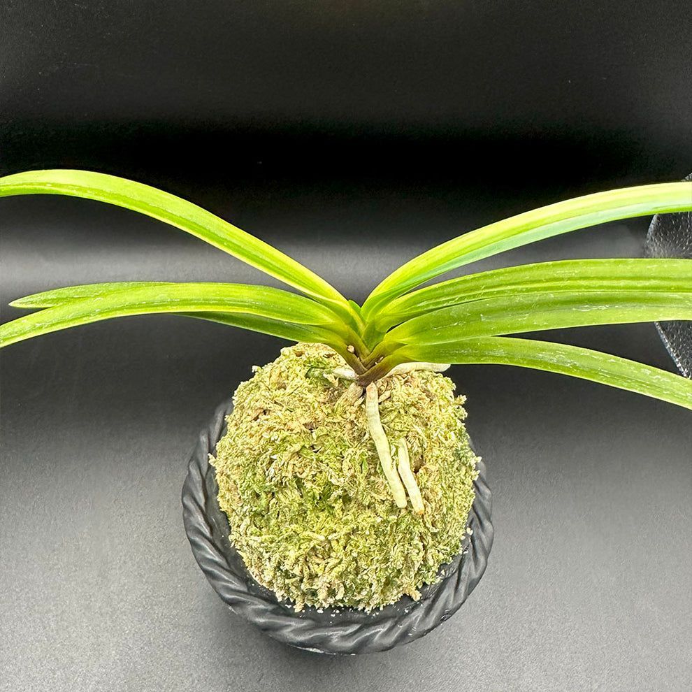 富貴蘭　白牡丹 富貴蘭 白牡丹 1本立 はくぼたん T598 フウキラン 蘭 花 - メルカリ