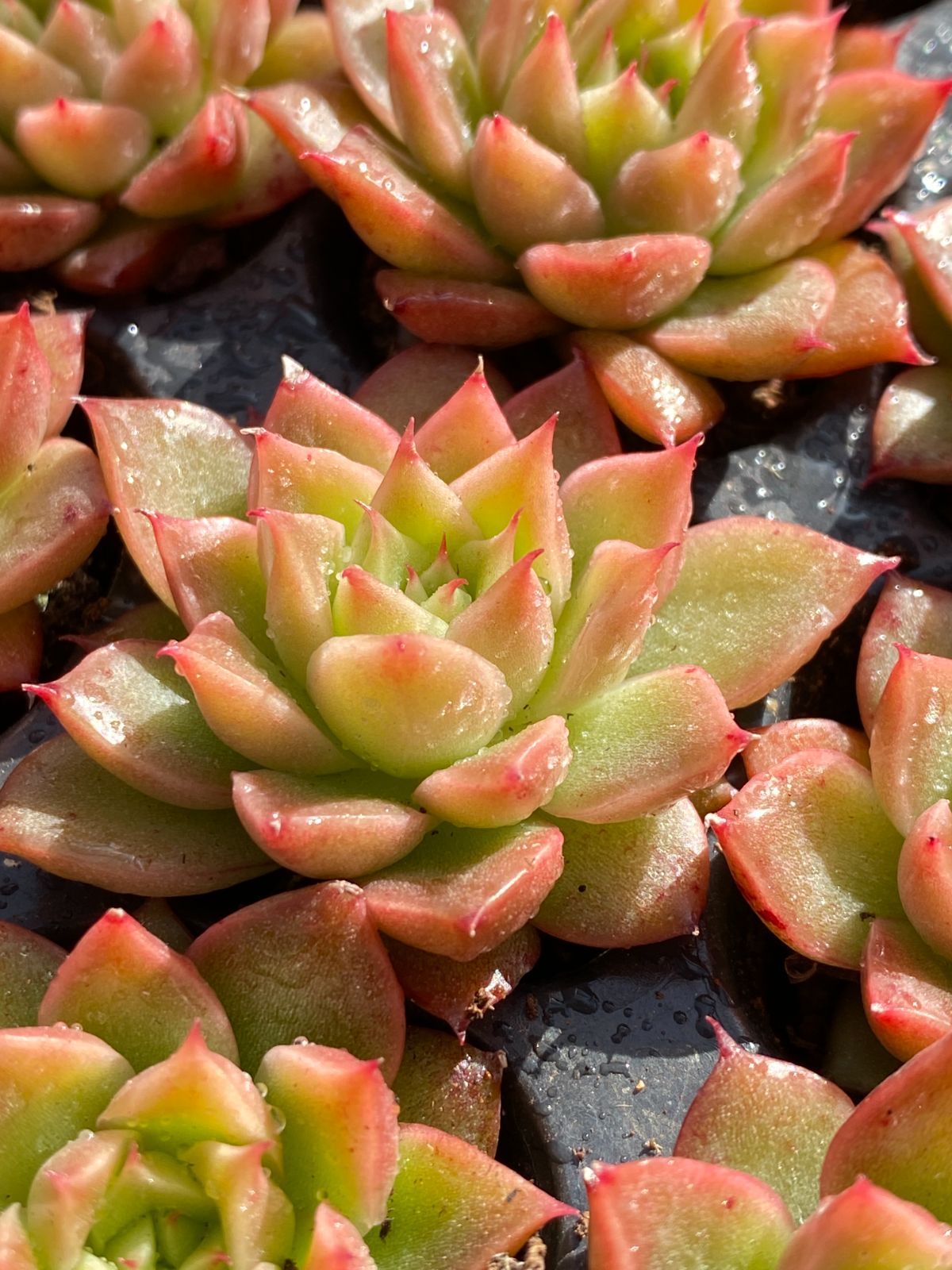 新入荷 サンシャイン 鮮やかな105苗セット 土と根付き 多肉植物 新入荷 サンシャイン 鮮やかな105苗セット 土と根付き 多肉植物