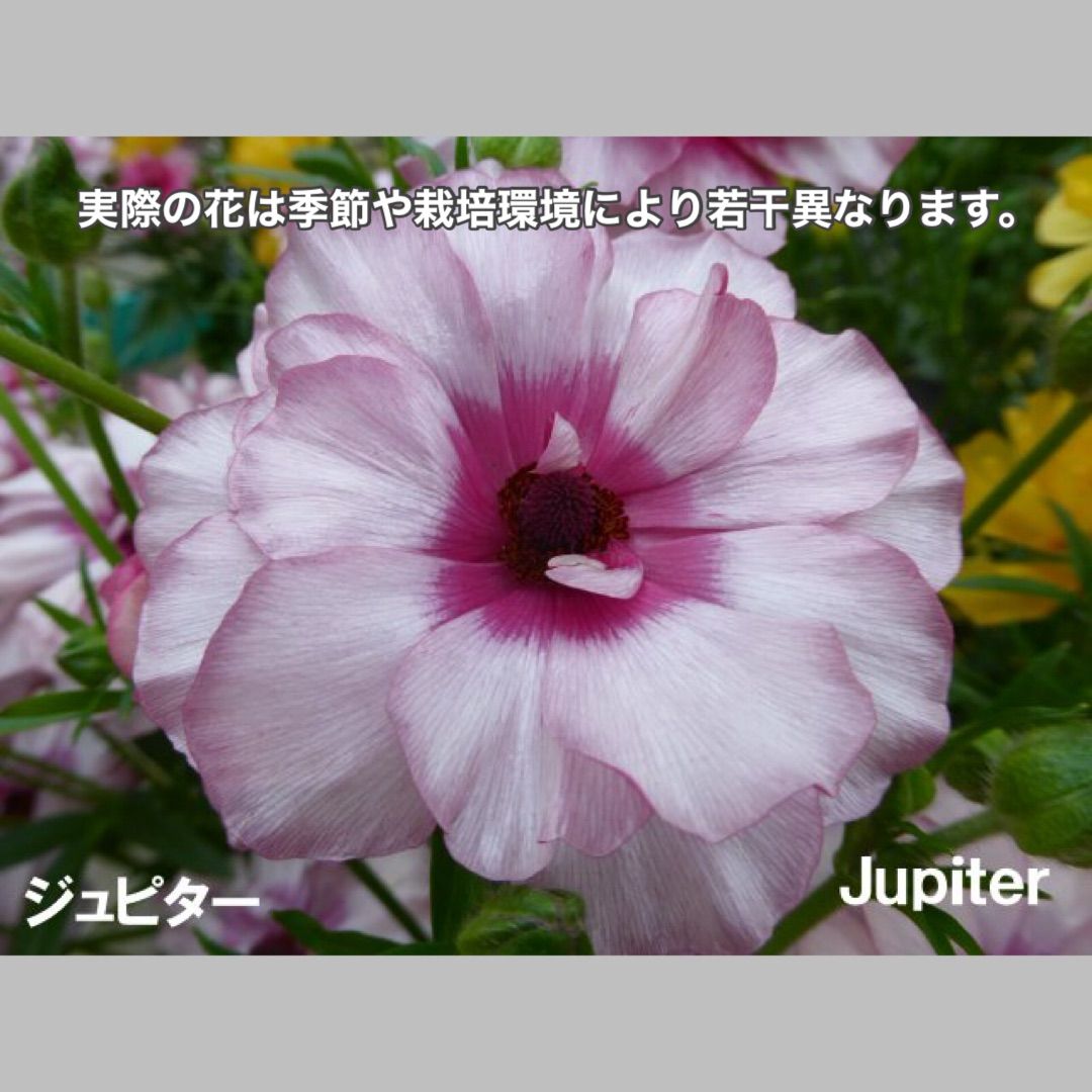 球根植物】ラナンキュラスラックス 4号ラベル苗 開花見込み株 球根植物】ラナンキュラスラックス 4号ラベル苗 開花見込み株